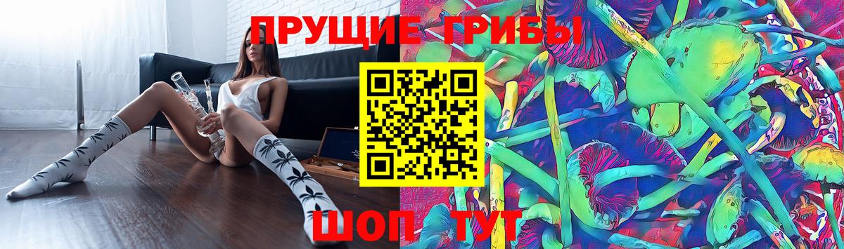 Псилоцибиновые грибы Psilocybine cubensis Кудрово